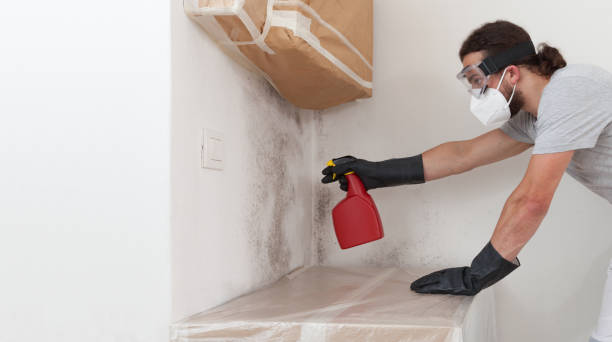 Professional Black Mold Removal technician working in Revere, MA