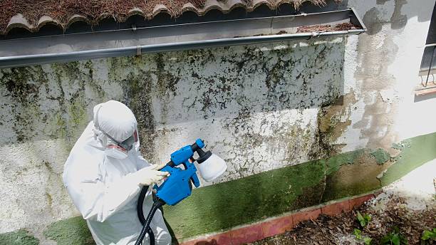 Trusted Commercial Mold Remediation service in Revere, MA - Cheap Mold Removal